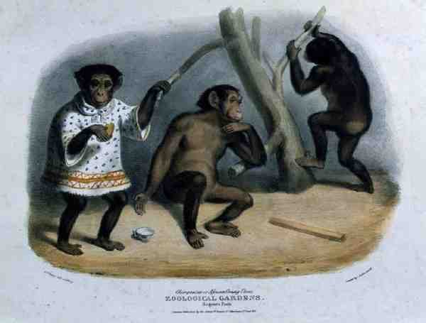 Šimpanz nebo africký orangutan v zoologické zahradě, Regent