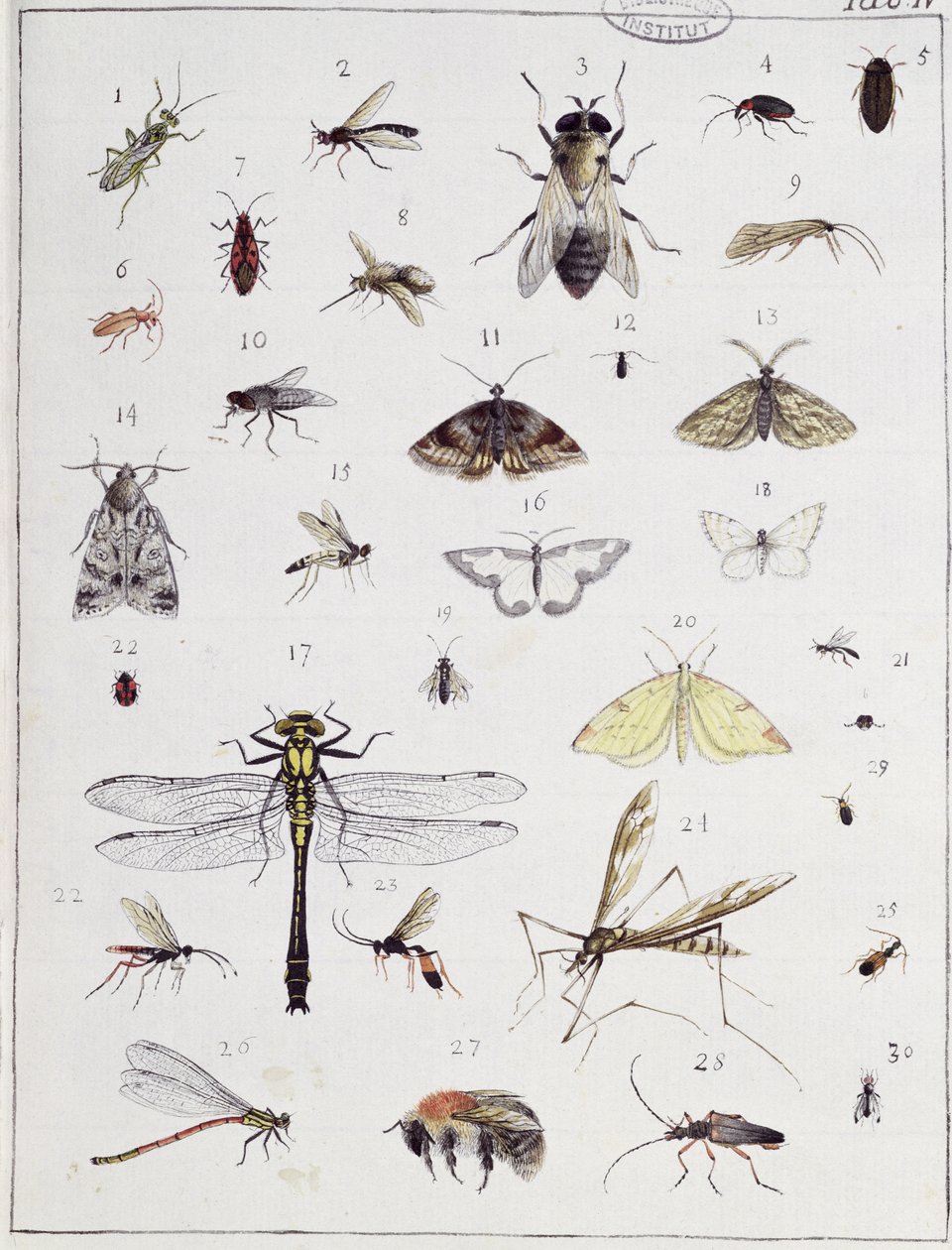 Různý hmyz, deska IV z "Diarium Zoologicum", 1787 (pero, tuš a čb na papíře) od Georges Cuvier