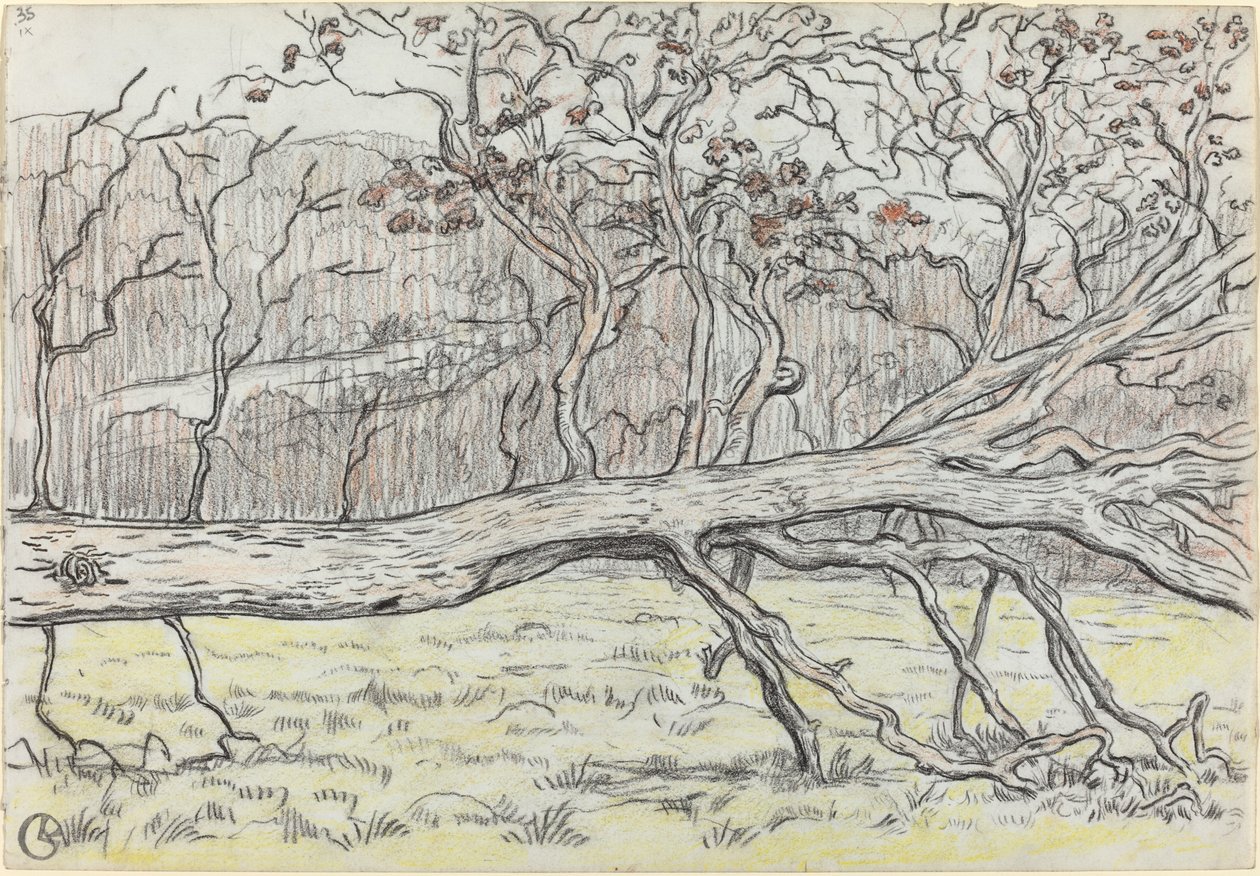 Pokácený strom, Normandie od Georges Lacombe