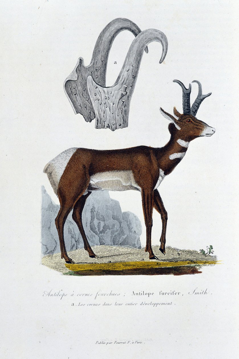 Přírodovědná tabule: Zoologická tabule reprezentovat Spanked Antelope; Furciferská antilopa, Smith. A. Rohy v celém jejich vývoji - v „“ Complete Works of Buffon”” od přírodovědce Georgese Louise Leclerca, hraběte z Buffonu (1707 - 1788). Rytina f od Georges Louis Leclerc
