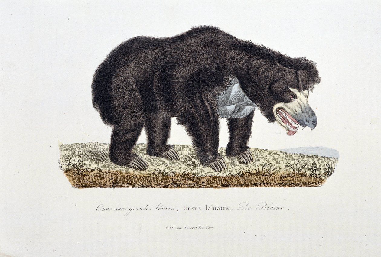 Přírodovědná deska: Zoologická deska zobrazující medvěda s velkými rty, Ursus labiatus, De Blaini - v „“Completes of Buffon”” od přírodovědce Georgese Louise Leclerca, hraběte z Buffonu (1707 - 1788). Rytina z roku 1837. od Georges Louis Leclerc