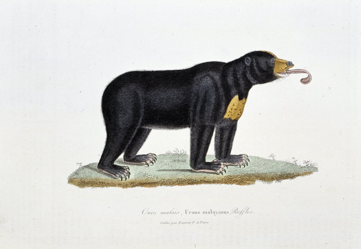 Přírodovědná deska: Zoologická tabule zobrazující medvěda malajského, Ursus malayanus, Faffles - v „Dílech Buffona““ od přírodovědce Georgese Louise Leclerca, hraběte z Buffonu (1707 - 1788). Rytina z roku 1837. od Georges Louis Leclerc