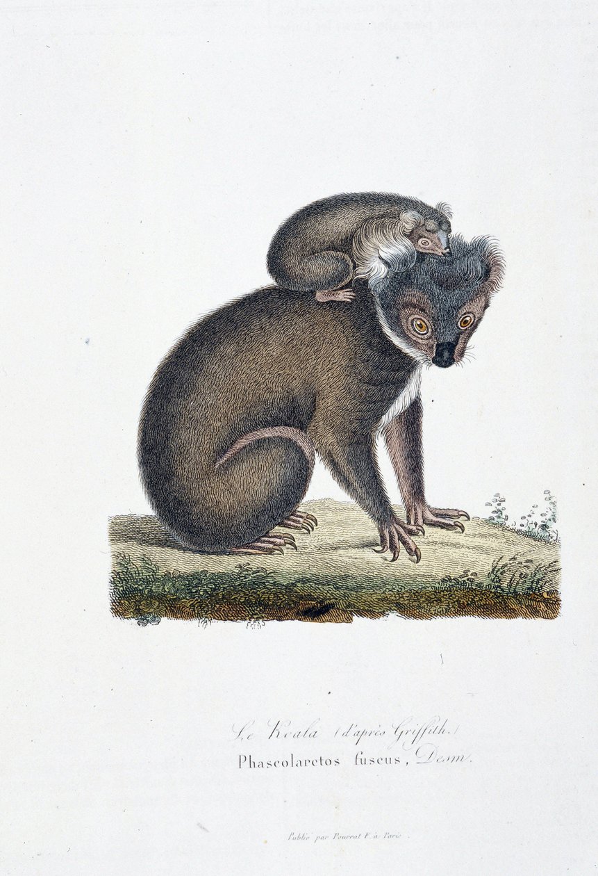 Natural History Tale: Zoologická tabule představující koalu (po Griffithovi), Phascolarctos Fuscus - v „“Completes of Buffon”” od přírodovědce Georgese Louise Leclerca, hraběte z Buffonu (1707 - 1788). Rytina z roku 1837. od Georges Louis Leclerc