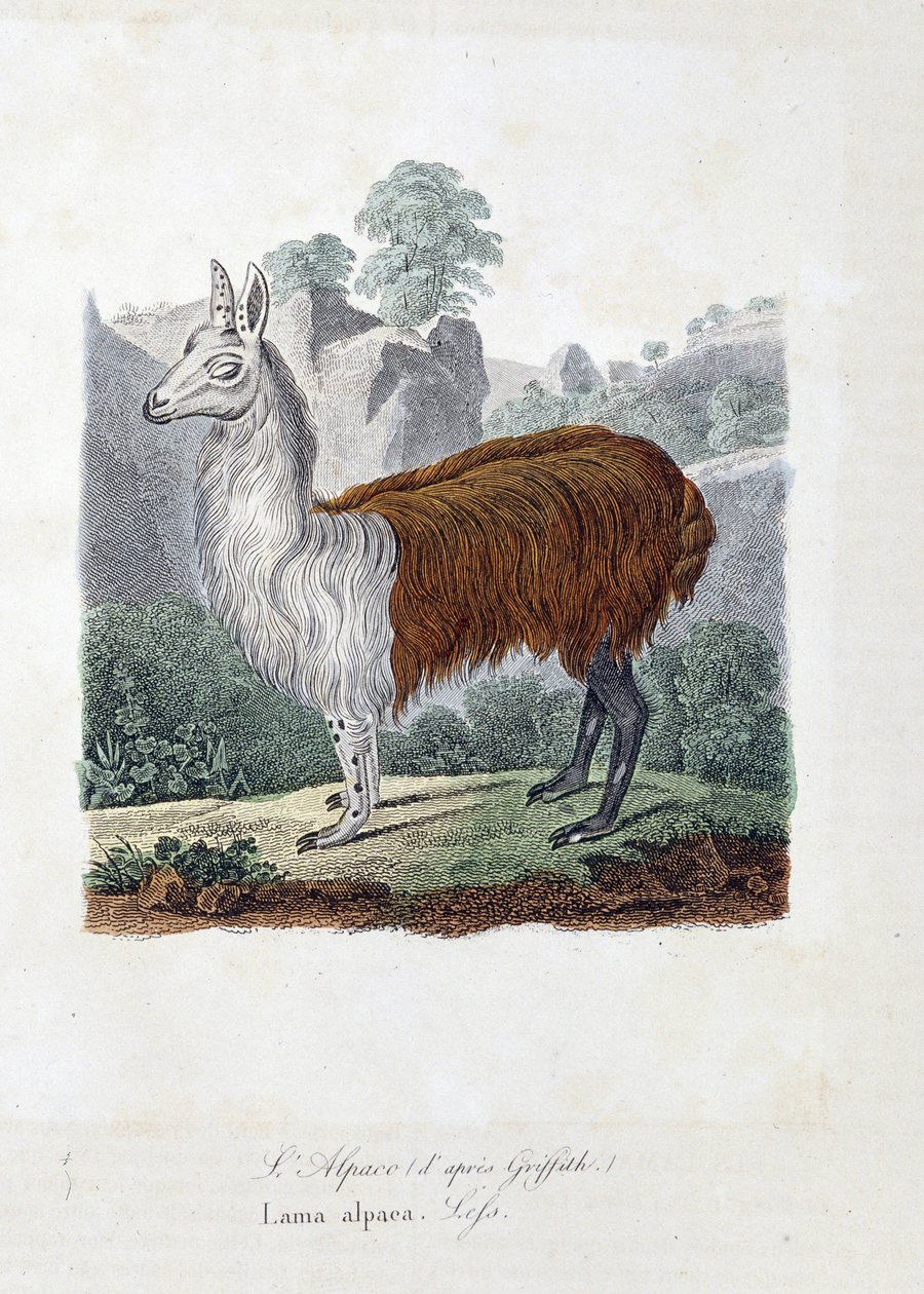 Natural History Plate: Zoologická tabule představující L