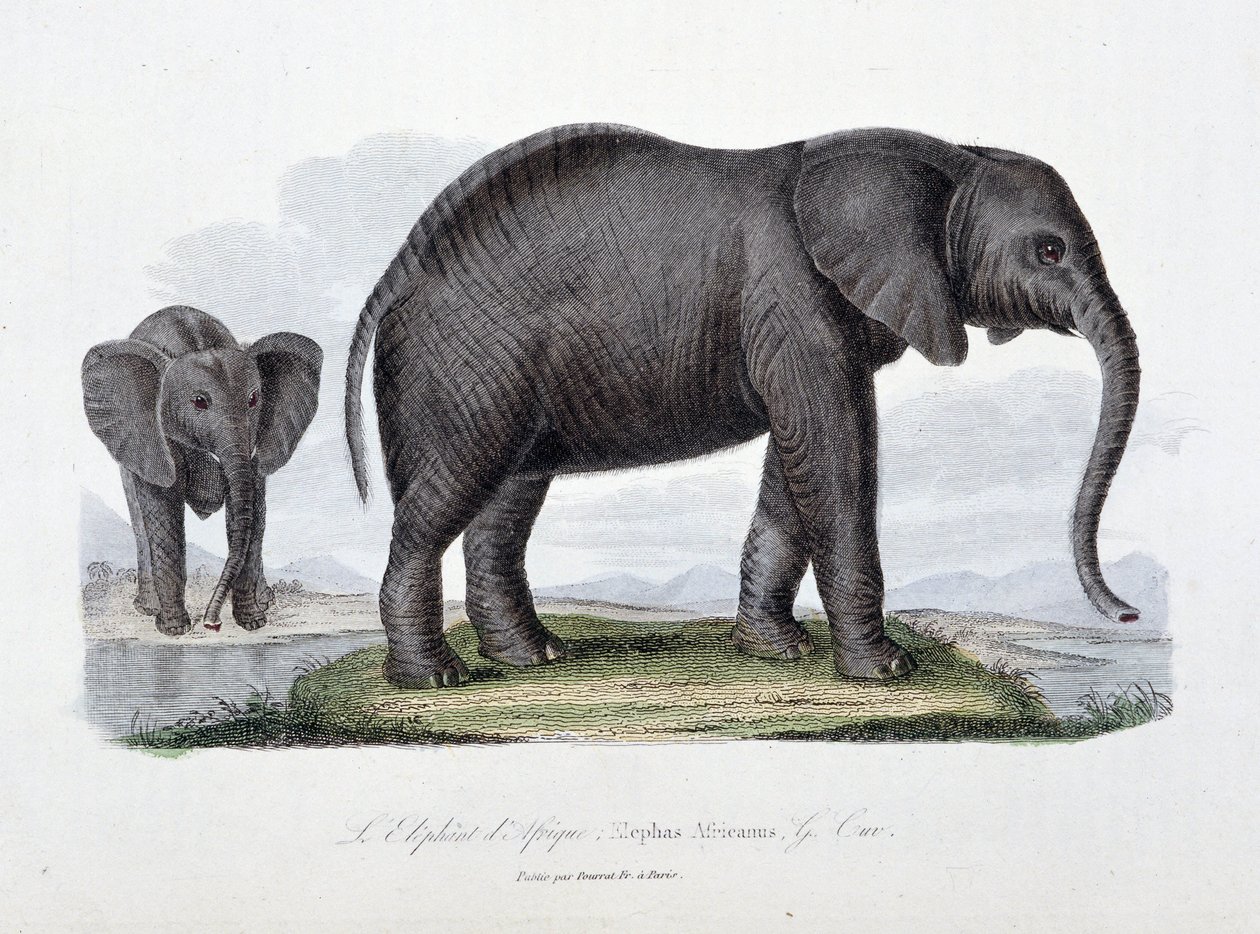 Natural History Tale: Zoologická tabule představující slona afrického; Elephas Africanus – v „“Dokončení Buffonu”” od přírodovědce Georgese Louise Leclerca, hraběte z Buffonu (1707 - 1788). Rytina z roku 1837. od Georges Louis Leclerc