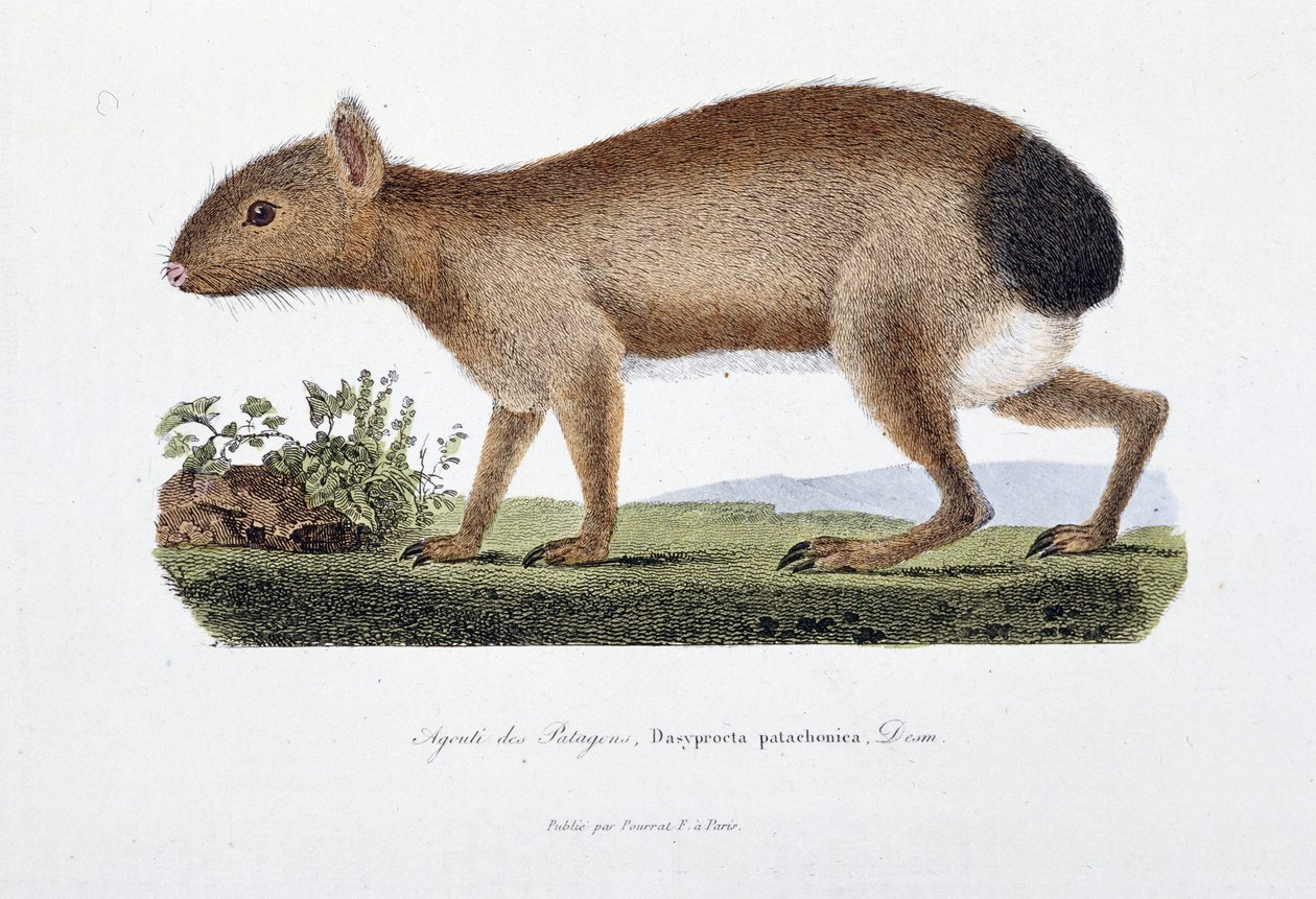 Přírodovědná deska: Zoologická tabule představující Agouti des Patagons, Dasyprocta patachonica – v „“Úplně Buffonových dílech”” od přírodovědce Georgese Louise Leclerca, hraběte z Buffonu (1707-1788). Rytina z roku 1837. od Georges Louis Leclerc