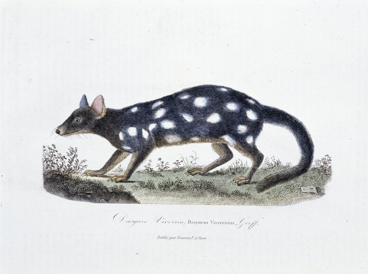 Přírodovědná deska: Zoologická tabule představující Dasyure Viverrin, Dasyurus Viverrinus - v „“ Completely Works of Buffon”” od přírodovědce Georgese Louise Leclerca, hraběte z Buffonu (1707 - 1788). Rytina z roku 1837. od Georges Louis Leclerc