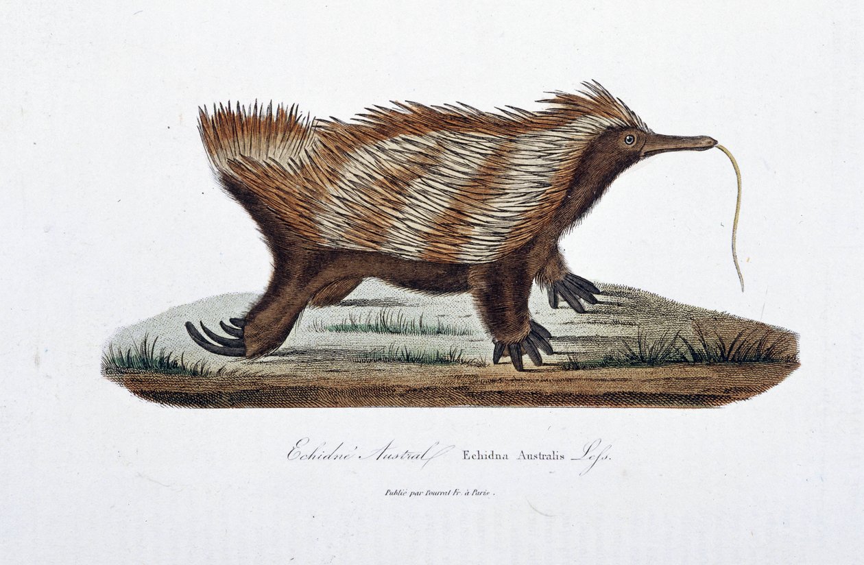 Natural History Plate: Zoologická tabule představující Echidne Australis (Echidna Australis) - v „Complete Works of Buffon“ od přírodovědce Georgese Louise Leclerca, hraběte z Buffonu (1707 - 1788). Rytina z roku 1837. od Georges Louis Leclerc