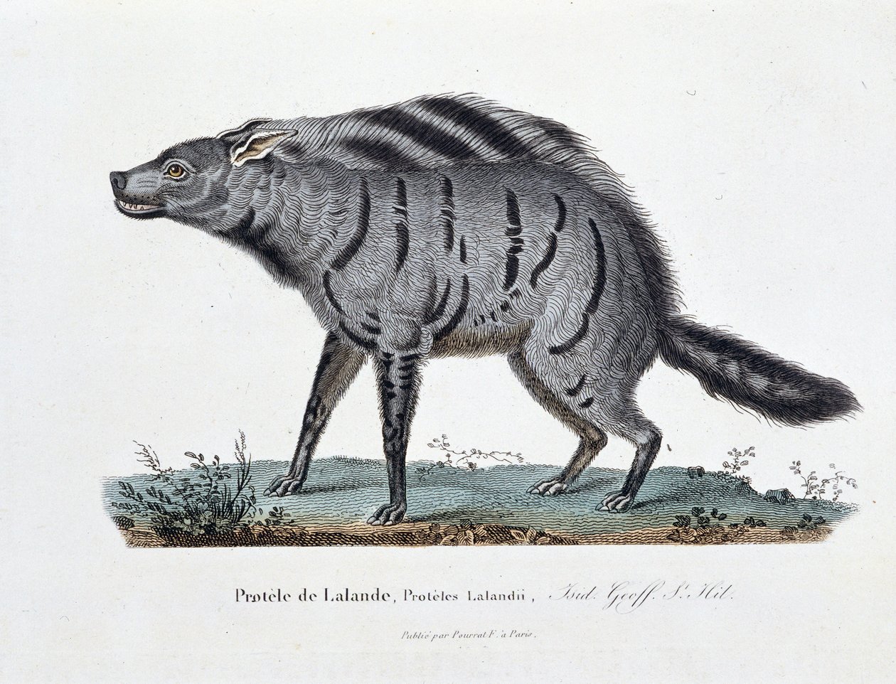 Přírodovědná deska: Zoologická tabule představující Protele de Lalande, Proteles Lalandii - v „“ Completely Works of Buffon”” od přírodovědce Georgese Louise Leclerca, hraběte z Buffonu (1707 - 1788). Rytina z roku 1837. od Georges Louis Leclerc