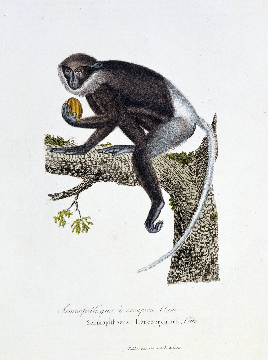 Přírodovědná deska: Zoologická tabule představující White Rump Semnopitheque, Semnopithecus Leucoprymnus, Otto - v „“Completes of Buffon”” od přírodovědce Georgese Louise Leclerca, hraběte z Buffonu (1707 - 1788). Rytina z roku 1837. od Georges Louis Leclerc