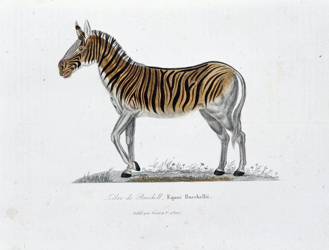 Přírodovědná deska: Zoologická tabule představující zebry z Burchell, Equus Burchellii - v „“ Completely Works of Buffon”” od přírodovědce Georgese Louise Leclerca, hraběte z Buffonu (1707 - 1788). Rytina z roku 1837. od Georges Louis Leclerc