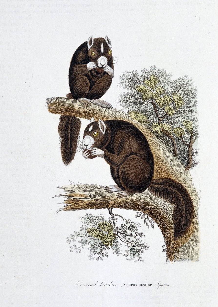 Přírodovědná deska: Zoologická tabule představující veverku dvoubarevnou (Sciurus bicolor) - v „Dílech Buffona““ od přírodovědce Georgese Louise Leclerca, hraběte z Buffonu (1707 - 1788). Rytina z roku 1837. od Georges Louis Leclerc