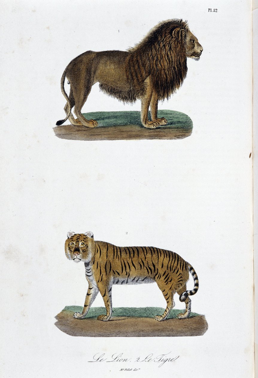 Přírodovědná deska: Zoologická tabule představující lva a tygra - v „“Completes of Buffon”” od přírodovědce Georgese Louise Leclerca, hraběte z Buffonu (1707 - 1788). Rytina z roku 1837. od Georges Louis Leclerc