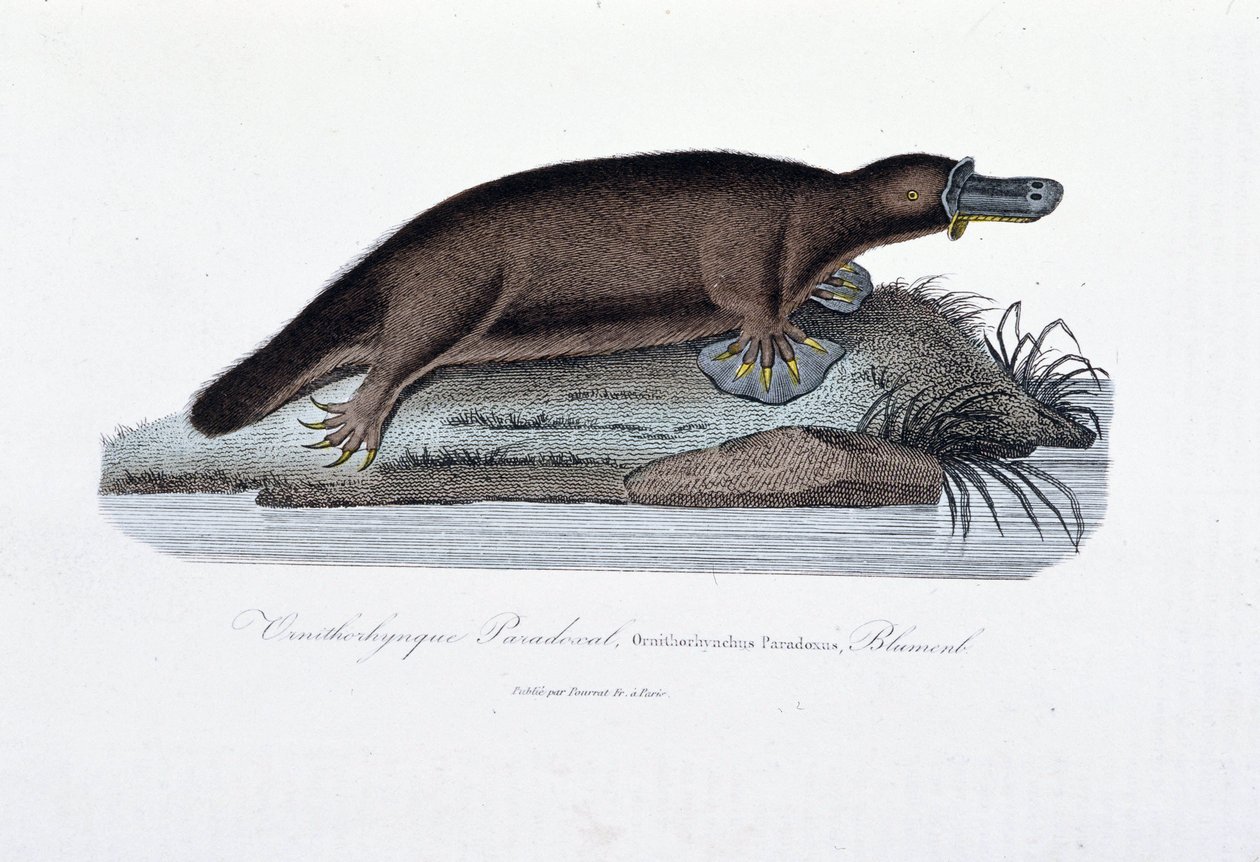 Přírodovědná deska: Zoologická tabule představující ornithoryncový paradox (Ornithorhynchus Paradoxux), Blumenb - v „Dílech Buffonových“ od přírodovědce Georgese Louise Leclerca, hraběte z Buffonu (1707 - 1788). Rytina z roku 1837. od Georges Louis Leclerc