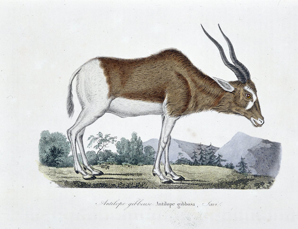 Přírodovědná deska: Zoologická mapa zobrazující antilopu Gibbous, antilopu Gibbosu, Saviho - v „“ Completely Works of Buffon”” od přírodovědce Georgese Louise Leclerca, hraběte z Buffonu (1707 - 1788). Rytina z roku 1837. od Georges Louis Leclerc