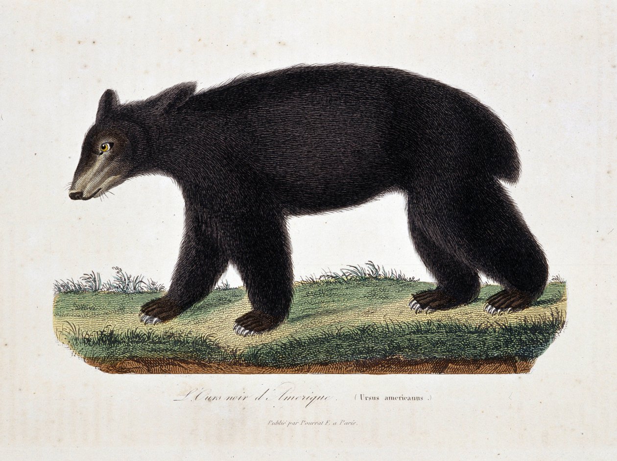 Přírodovědná deska: Zoologická mapa zobrazující černého medvěda amerického (Ursus americanus) - v „Dílech Buffona“ od přírodovědce Georgese Louise Leclerca, hraběte z Buffonu (1707 - 1788). Rytina z roku 1837. od Georges Louis Leclerc
