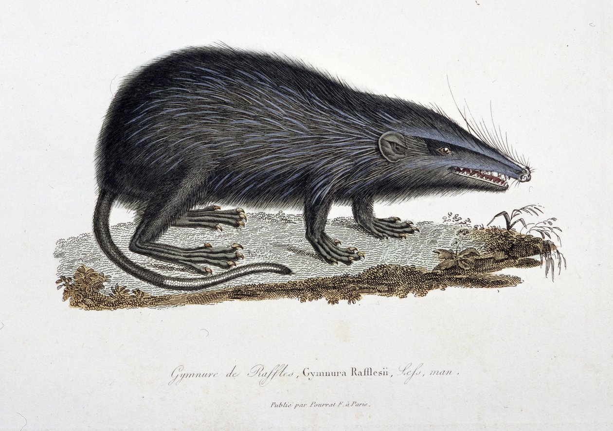 Natural History Plate: Zoologická mapa zobrazující Gymnure of Raffles, Gymnura Rafflesii, Lefs, muž - v „“Completes of Buffon”” od přírodovědce Georgese Louise Leclerca, hraběte z Buffonu (1707 - 1788). Rytina z roku 1837. od Georges Louis Leclerc