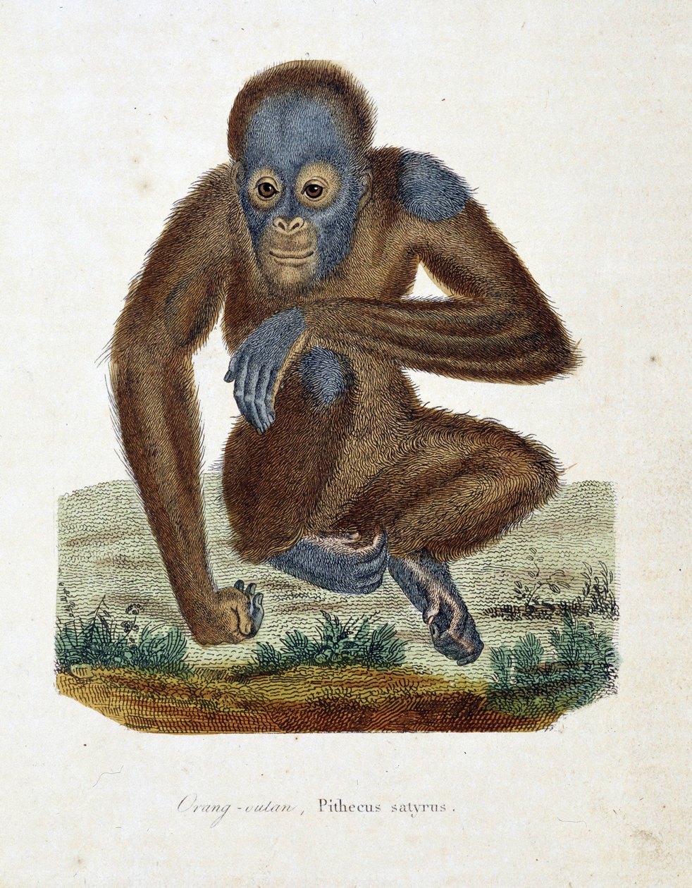 Přírodovědná deska: Zoologická mapa zachycující orang outana (orang outan, orang outang, orang outang), Pithecus satyrus - v „“ Completes of Buffon“ od přírodovědce Georgese Louise Leclerca, hraběte z Buffonu (1707 - 1788). Rytina z roku 1837. od Georges Louis Leclerc