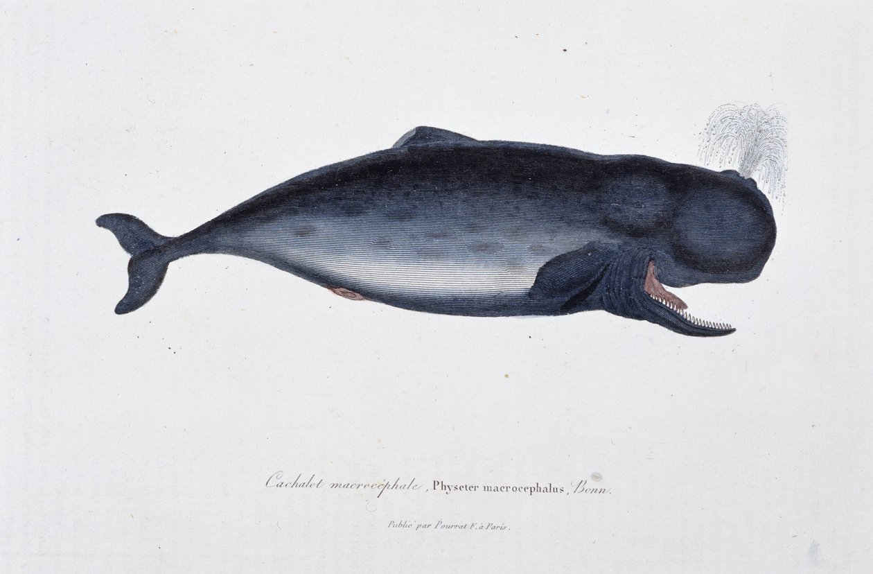 Natural History Tale: Zoologická mapa zobrazující makrocefální vorvaně, Physeter macrocephalus, Bonn – v „Dílech Buffonů““ od přírodovědce Georgese Louise Leclerca, hraběte z Buffonu (1707 – 1788). Rytina z roku 1837. od Georges Louis Leclerc