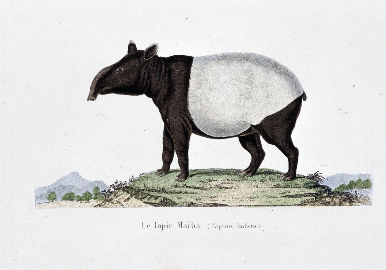 Přírodovědná deska: Zoologická mapa představující Le Tapir Maiba (Tapirus Indicus) - v „Dílech Buffona““ od přírodovědce Georgese Louise Leclerca, hraběte z Buffonu (1707 - 1788). Rytina z roku 1837. od Georges Louis Leclerc