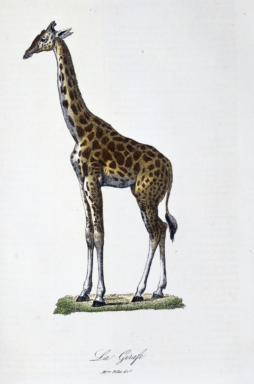 Natural History Plate: Zoologická mapa představující žirafu – v „“Completes of Buffon”” od přírodovědce Georgese Louise Leclerca, hraběte z Buffonu (1707 - 1788). Rytina z roku 1837. od Georges Louis Leclerc