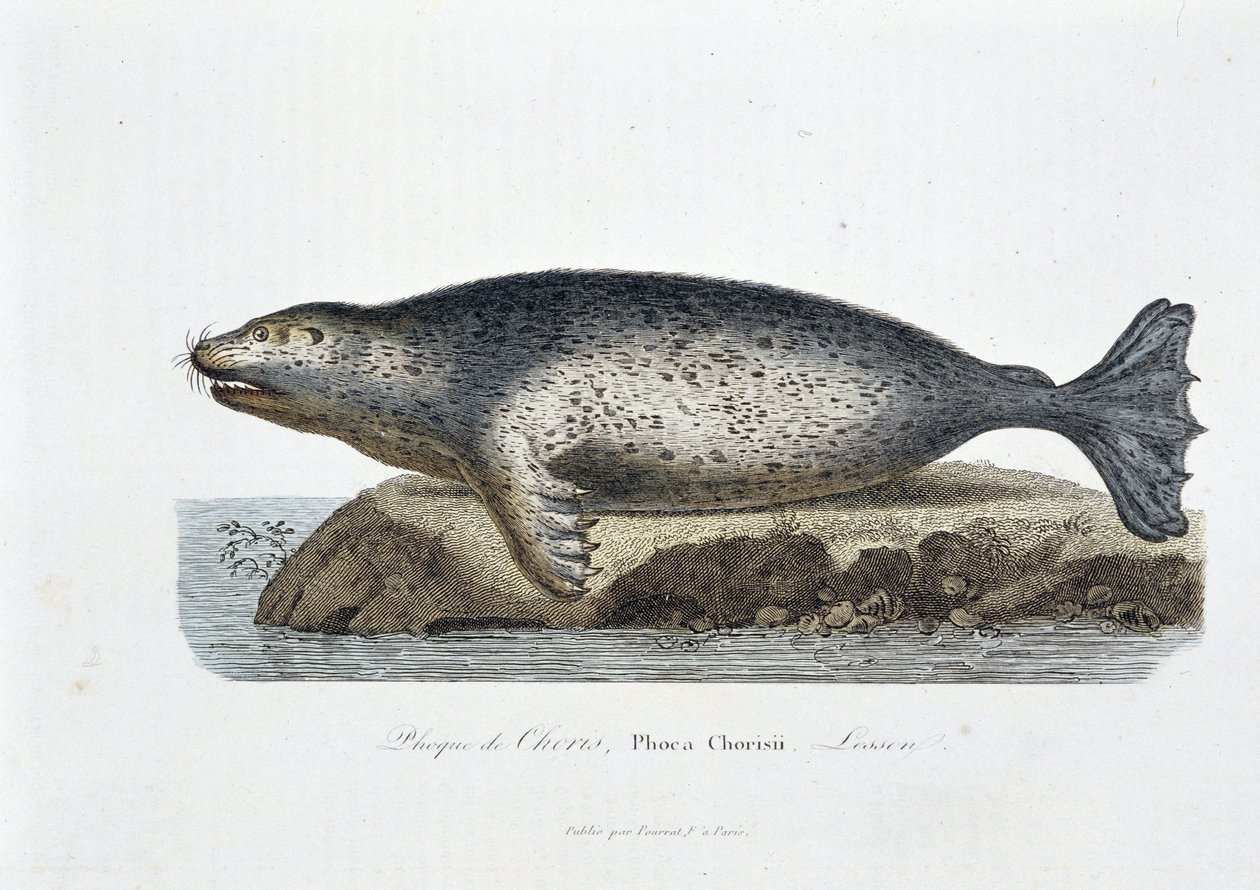 Přírodovědná tabule: Zoologická tabule zobrazující pečeť Chorise, Phoca Chorisii, Lekce - v „Dílech Buffona““ od přírodovědce Georgese Louise Leclerca, hraběte z Buffonu (1707 - 1788). Rytina z roku 1837. od Georges Louis Leclerc