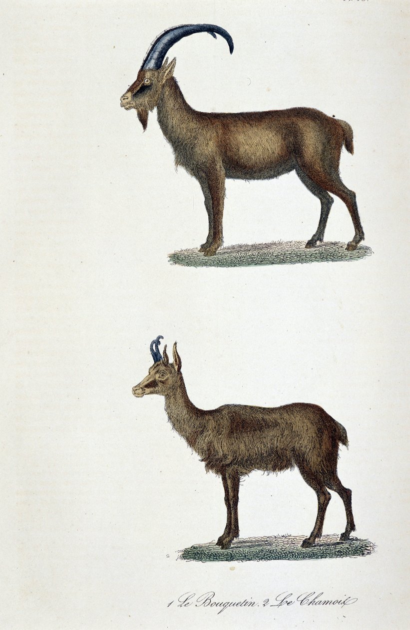 Přírodovědná tabule: Zoologická tabule představující 1. kozorožce a 2. kamzíka – v „“Dokončení de Buffon“ od přírodovědce Georgese Louise Leclerca, hraběte z Buffonu (1707 – 1788). Rytina z roku 1837. od Georges Louis Leclerc