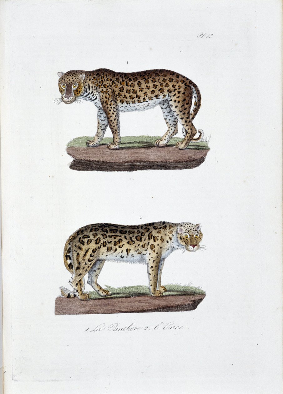 Přírodovědná tabule: Zoologická tabule představující 1. The Panghere a 2. L
