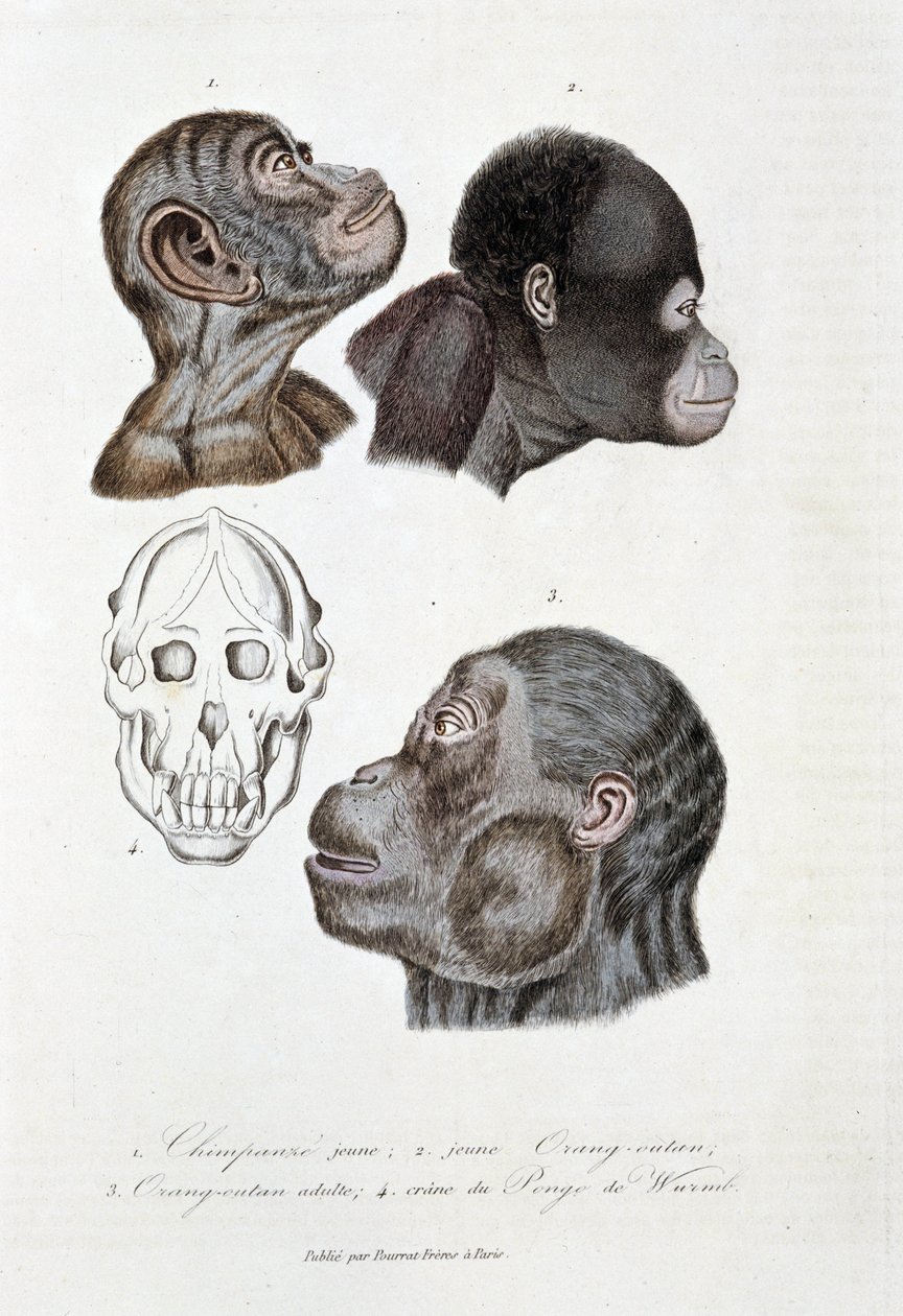 Přírodovědná tabule: Zoologická tabule představující 1. mládě šimpanze; 2. mladý orang outan (orang-utan, orang outang, orang-utang); 3. Orang outan dospělý; 4. Crane du Pongo de Wurmb – v „“ Complete Works of Buffon”” od přírodovědce Georgese Louise Lecle od Georges Louis Leclerc