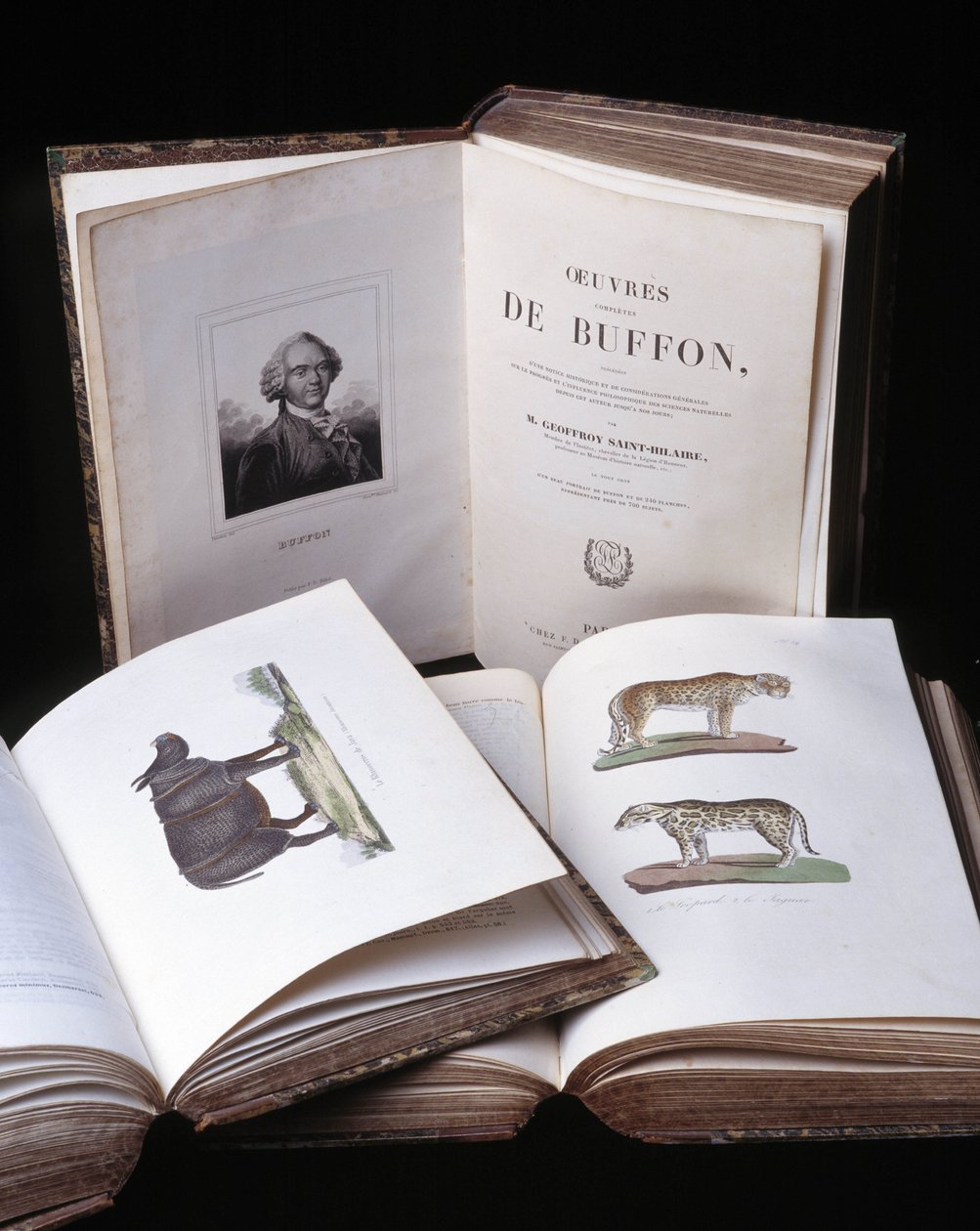 Zátiší „Kompletních děl Buffona“ od přírodovědce Georgese Louise Leclerca, hraběte z Buffonu (1707 - 1788). Rytina z roku 1837. od Georges Louis Leclerc