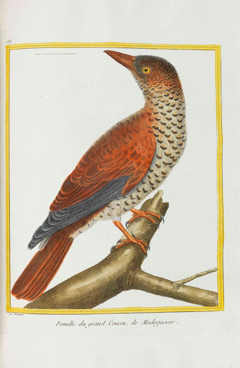 Přírodní historie. Ptactvo. Osvětlené desky, 1782. od Georges Louis Leclerc de Buffon
