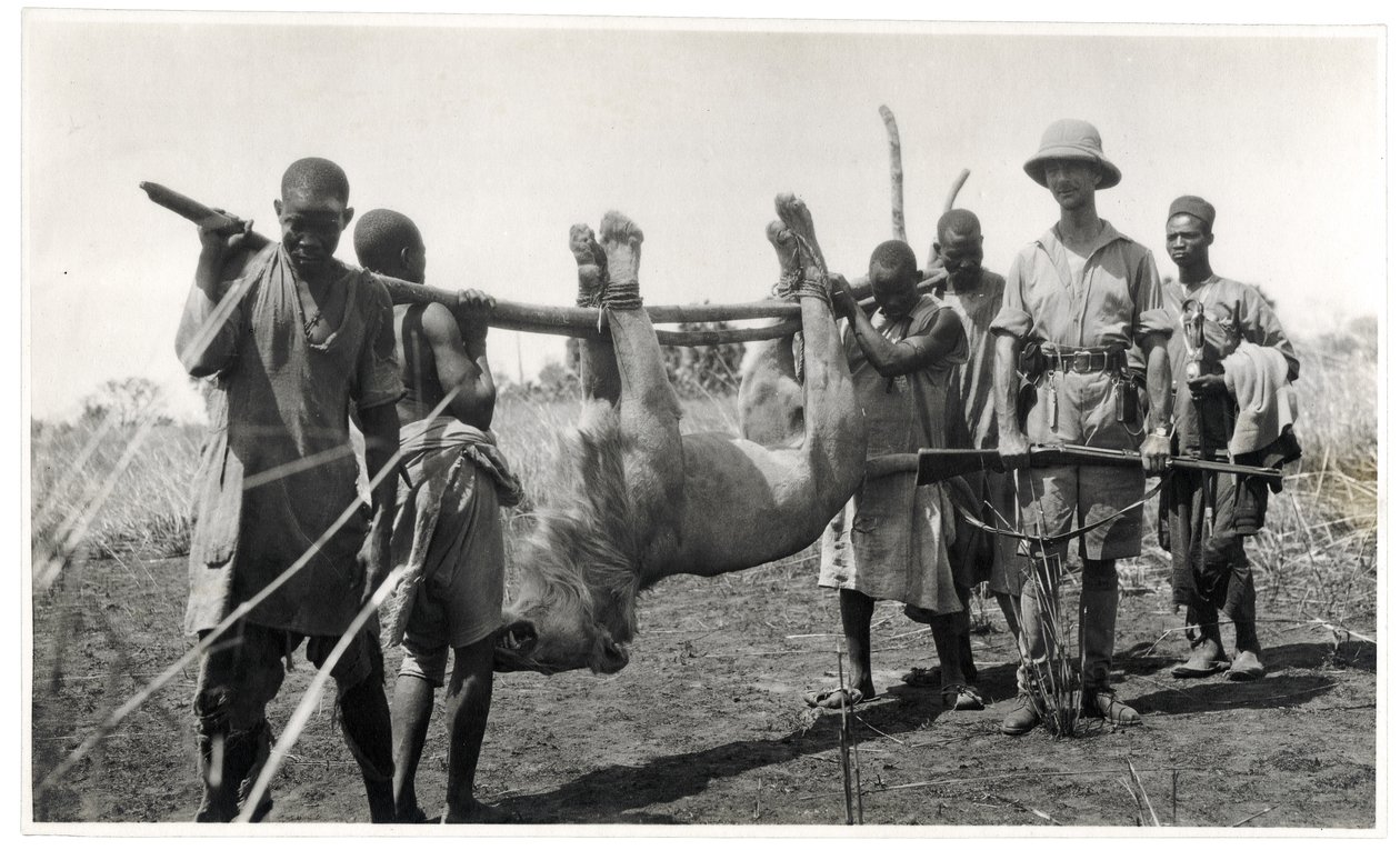 Lev v Bahr el Ghazal, Am Dafok, 1925 (želatinový stříbrný tisk) od Georges Marie Haardt