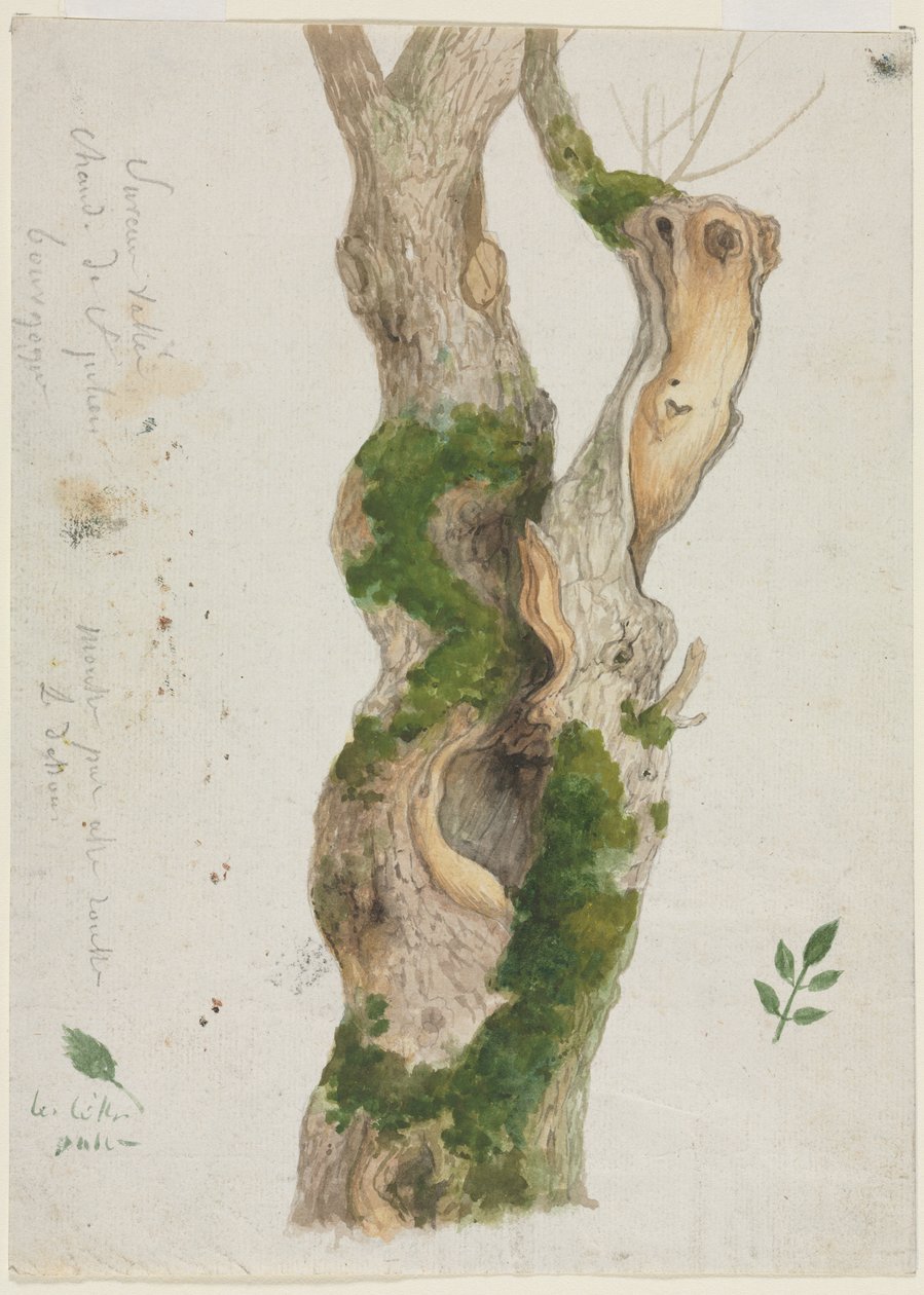 Studie kmene stromu. od Georges Michel