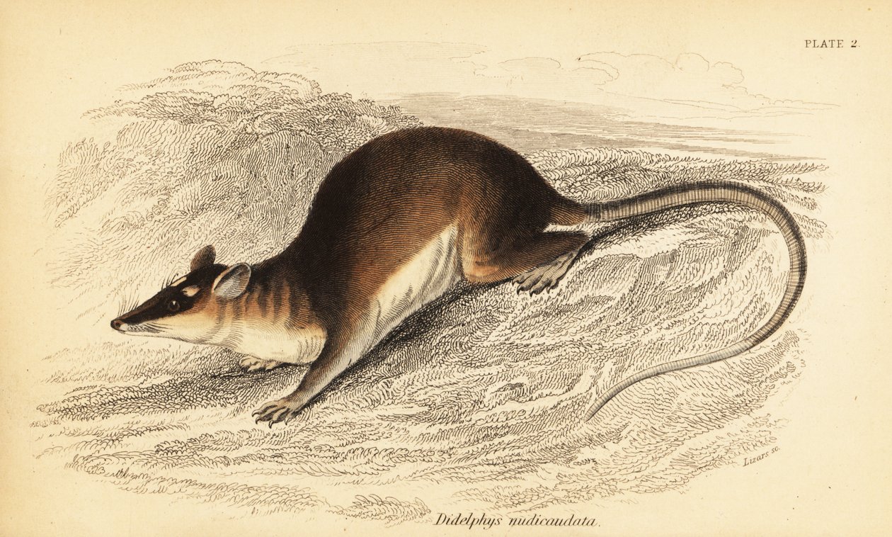 Hnědá čtyřoká vačice, Metachirus nudicaudatus. ,1841 (rytina) od Georges Robert Waterhouse