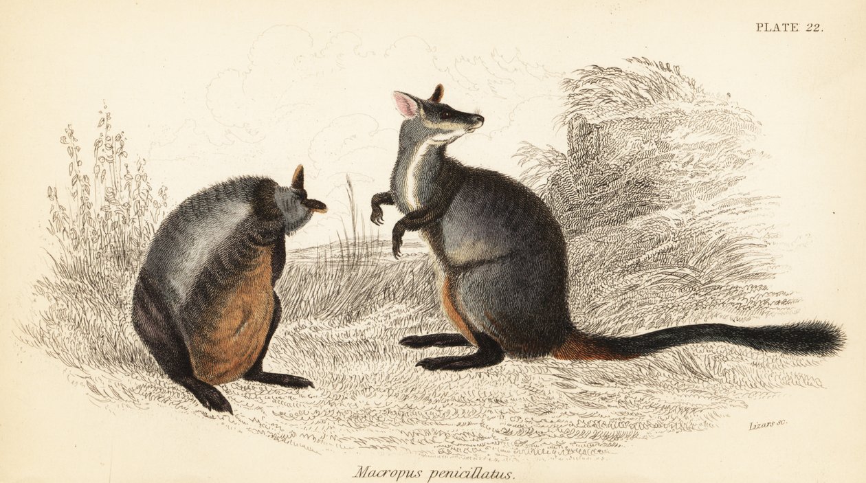 klokan skalní, Petrogale penicillata. ,1841 (rytina) od Georges Robert Waterhouse