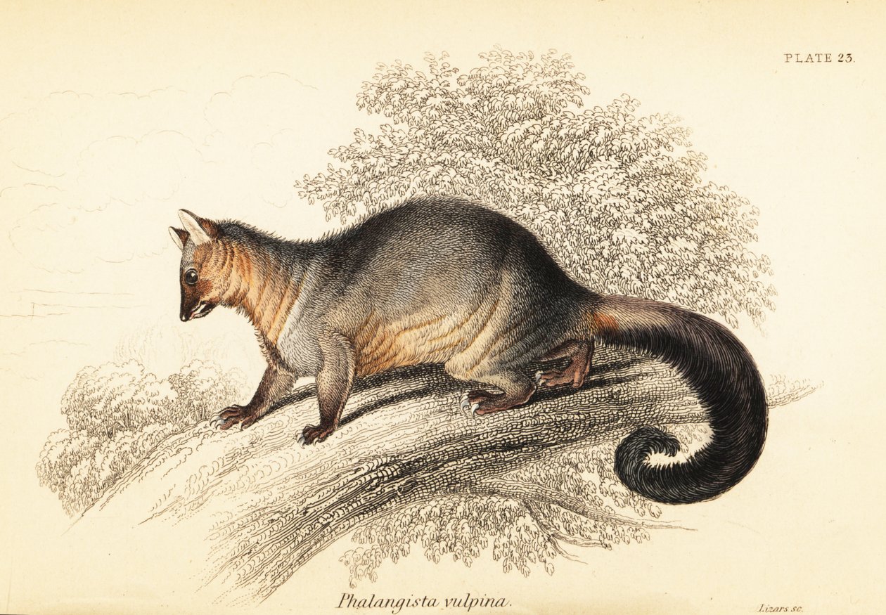 Běžná plechovka štětce, Trichosurus vipecula. , 1841 (rytina) od Georges Robert Waterhouse