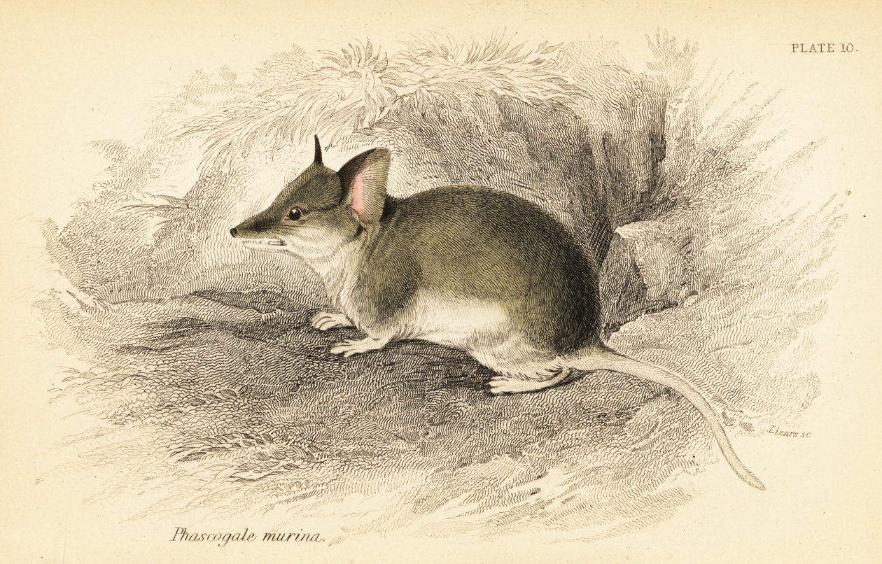 Dunnart obecný, Sminthopsis murina. ,1841 (rytina) od Georges Robert Waterhouse