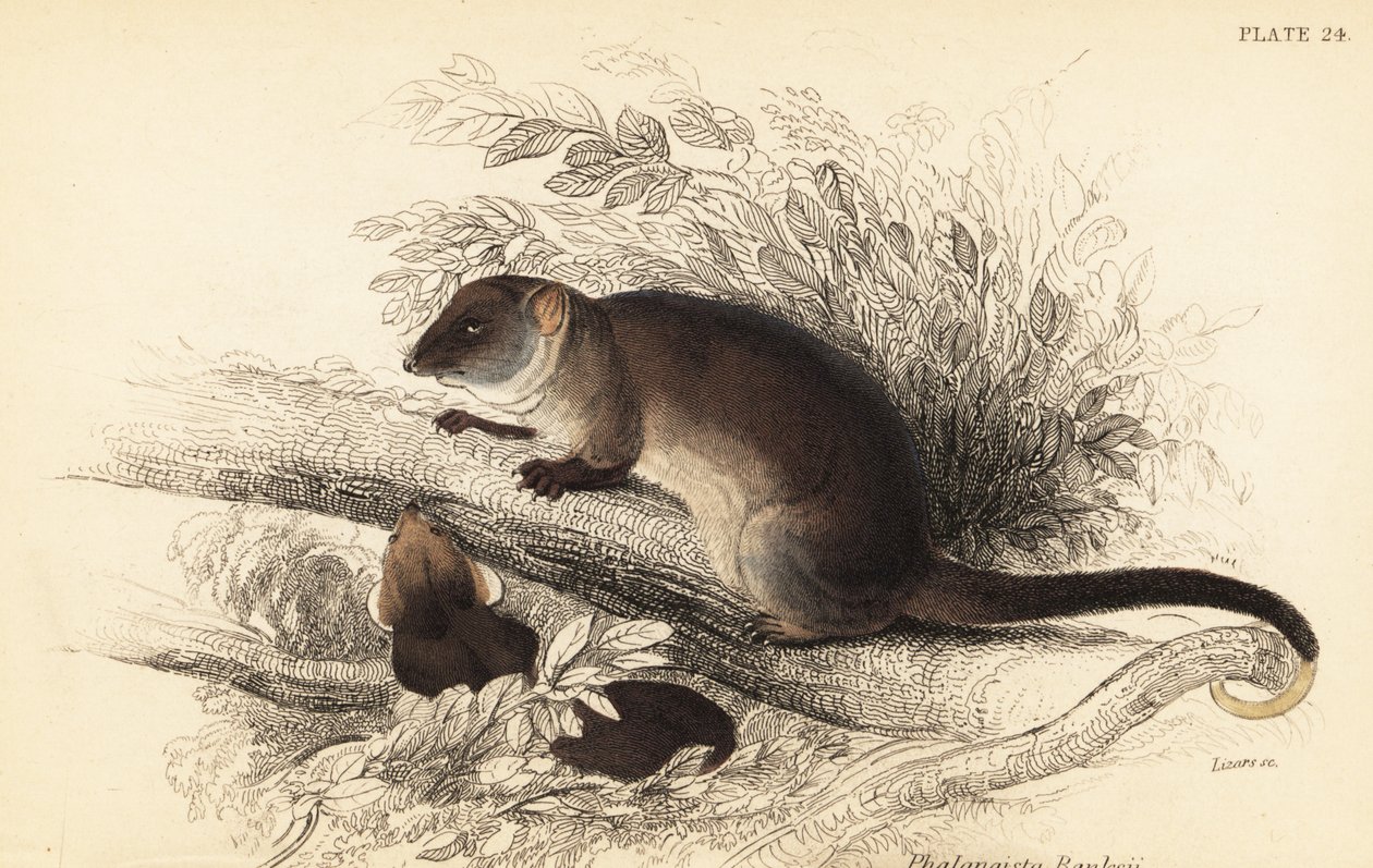 Vidím kroužkovce obecného, ​​Pseudocheirus peregrinus. ,1841 (rytina) od Georges Robert Waterhouse