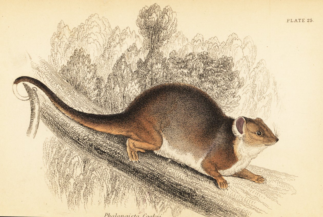 Vidím kroužkovce obecného, ​​Pseudocheirus peregrinus. , 1841 (rytina) od Georges Robert Waterhouse
