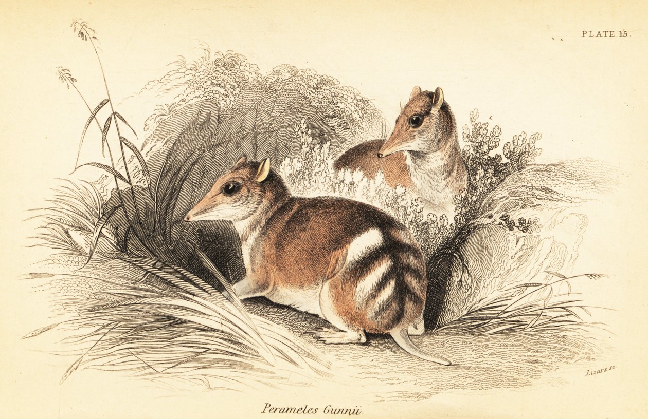 Bandikut východní, Perameles gunnii., 1841 (rytina) od Georges Robert Waterhouse