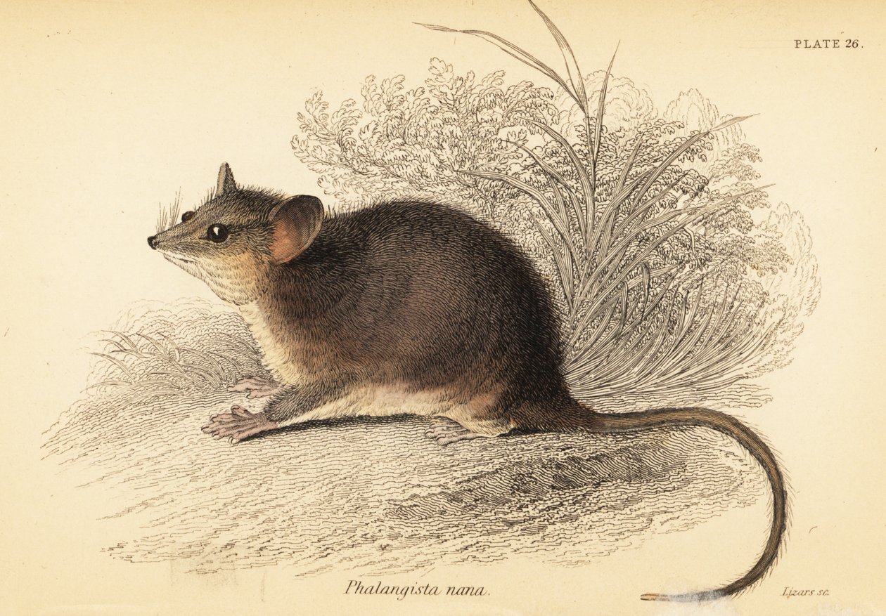 Východní trpasličí vačice, Cercartetus nanus., 1841 (rytina) od Georges Robert Waterhouse