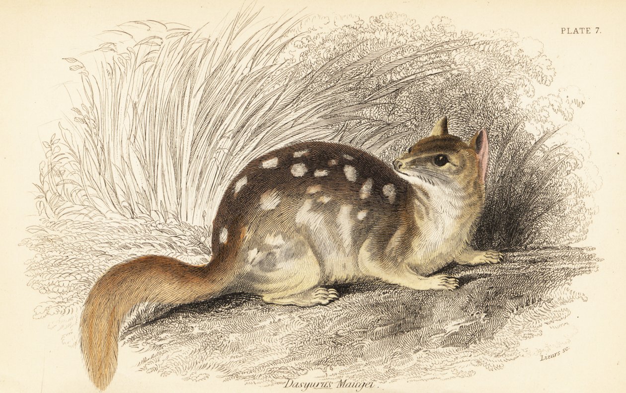 Východní quoll, mýval Dasyurus. Ohrožený. , 1841 (rytina) od Georges Robert Waterhouse