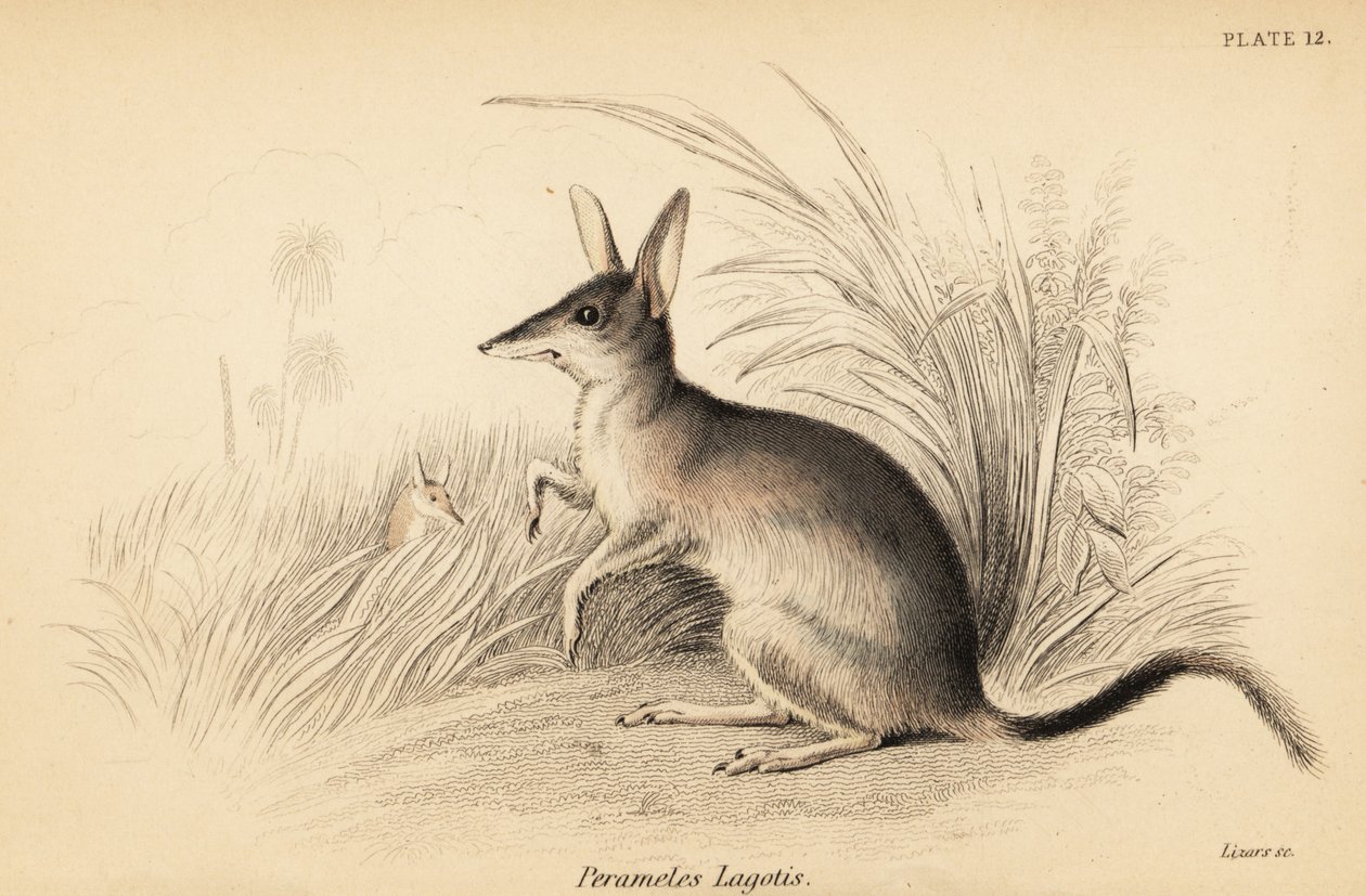Větší bilby, Macrotis lagotis. Ohrožený. ,1841 (rytina) od Georges Robert Waterhouse