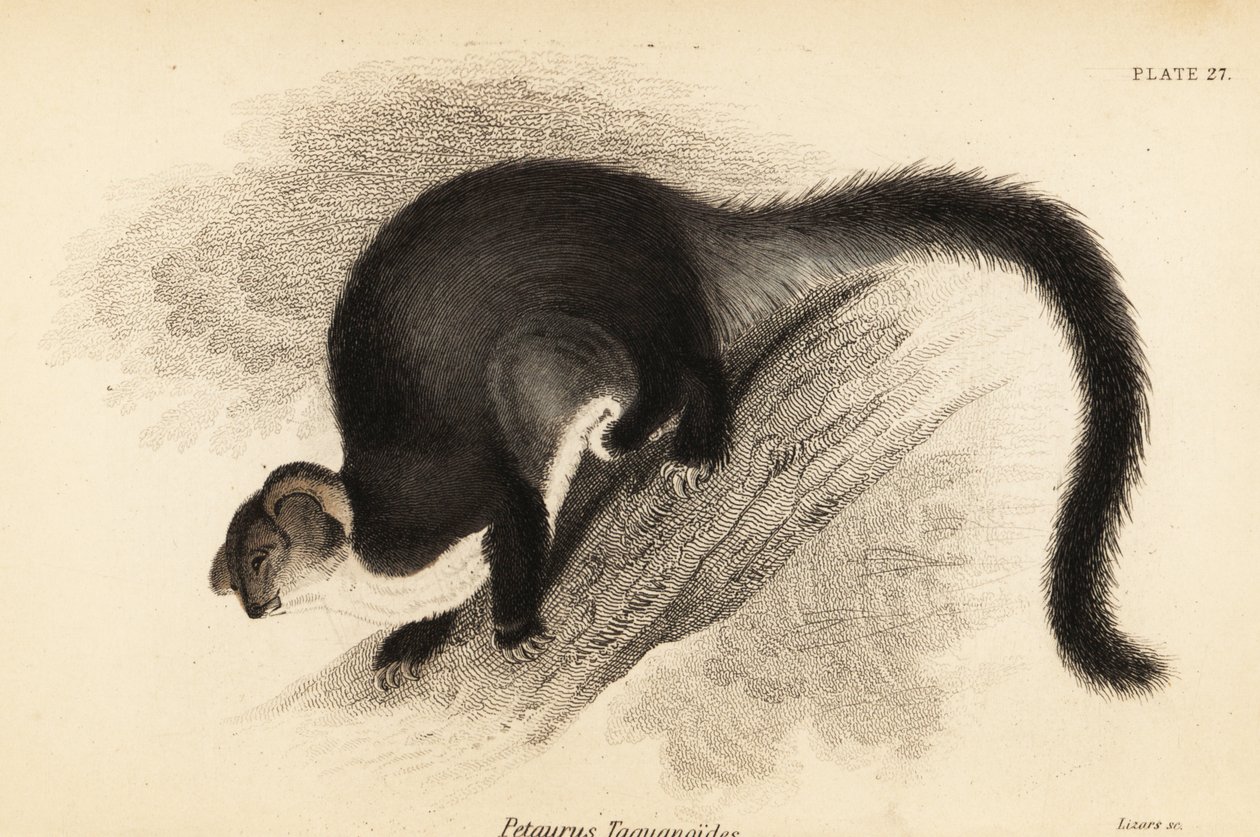 Větší kluzák, Petauroides volans. ,1841 (rytina) od Georges Robert Waterhouse