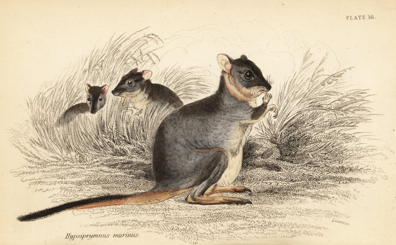 Dlouhonohý potoroo, Potorous longipes. Zranitelný., 1841 (rytina) od Georges Robert Waterhouse