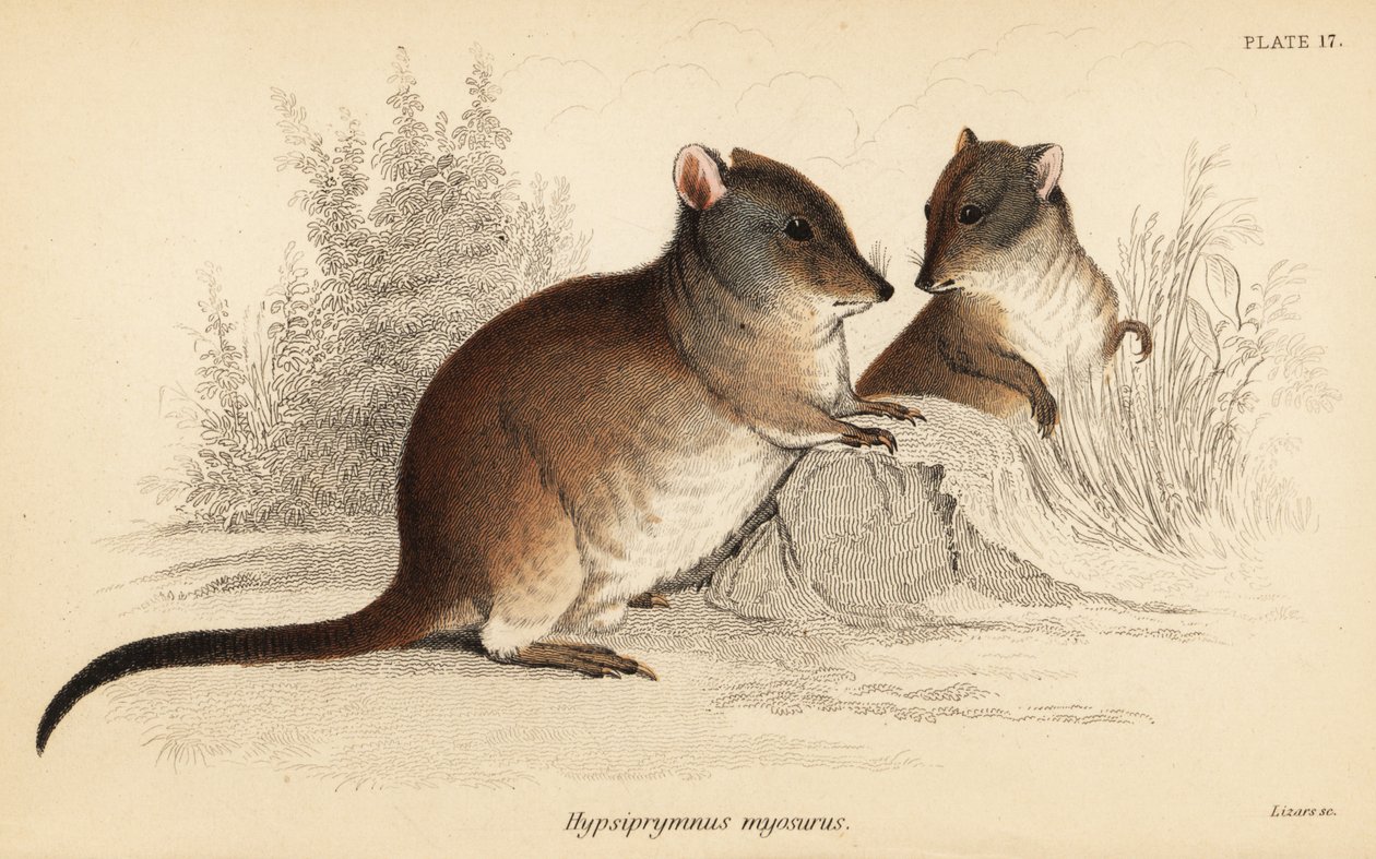 Potoroo s dlouhým nosem, Potorous tridactylus tridactylus., 1841 (rytina) od Georges Robert Waterhouse