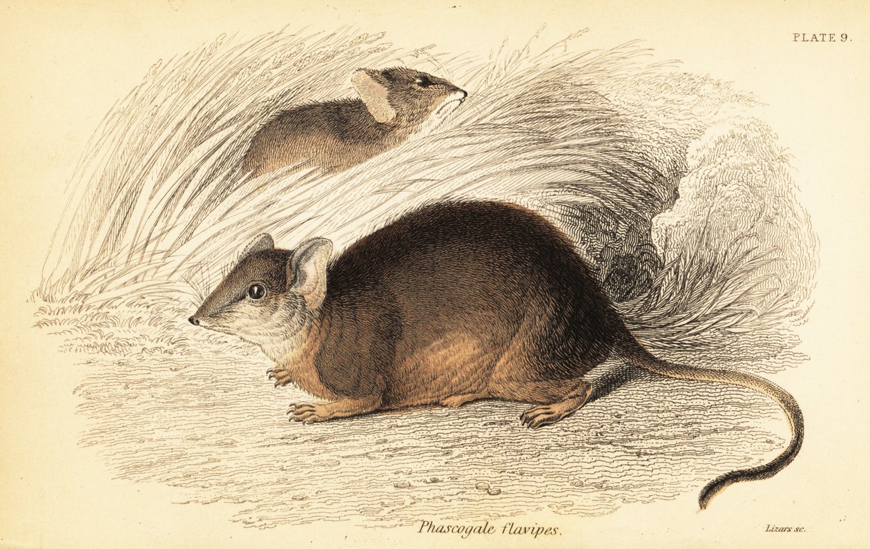 Mardo neboli antechinus žlutonohý, Antechinus flavipes. ,1841 (rytina) od Georges Robert Waterhouse