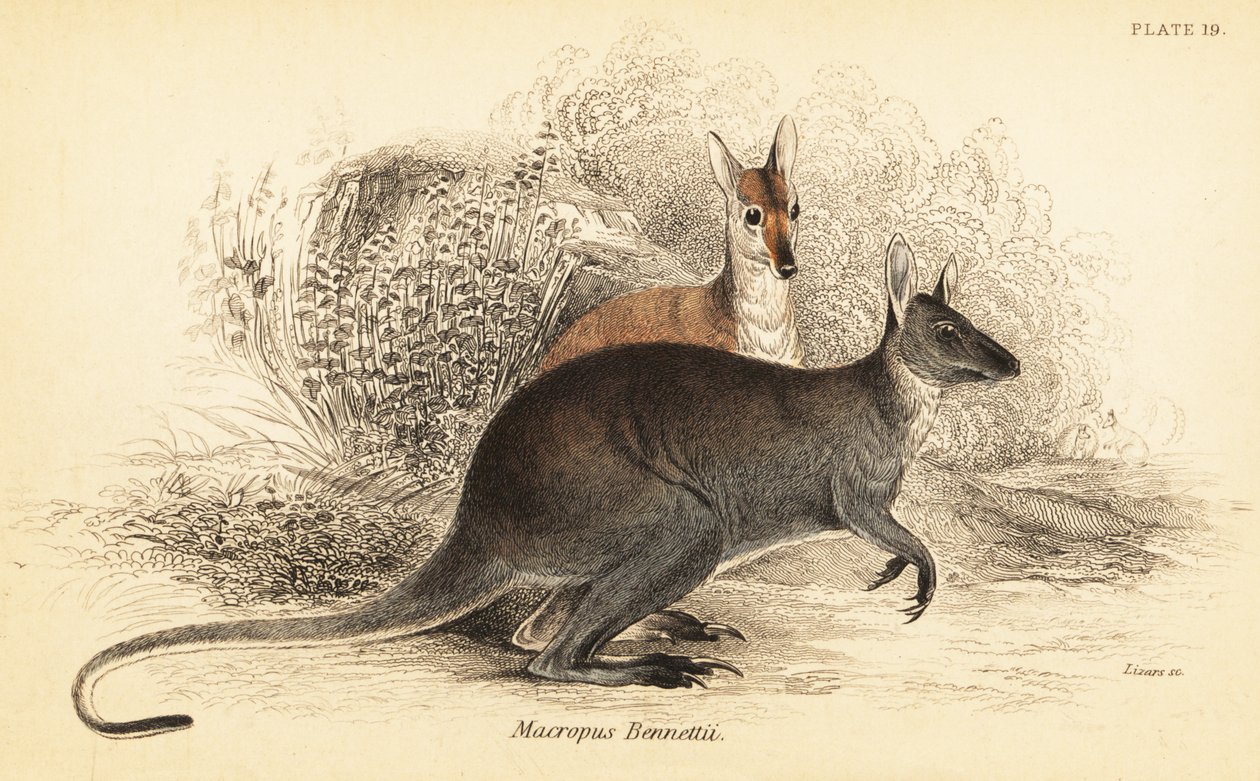 klokan rudokrký, Macropus rufogriseus. ,1841 (rytina) od Georges Robert Waterhouse