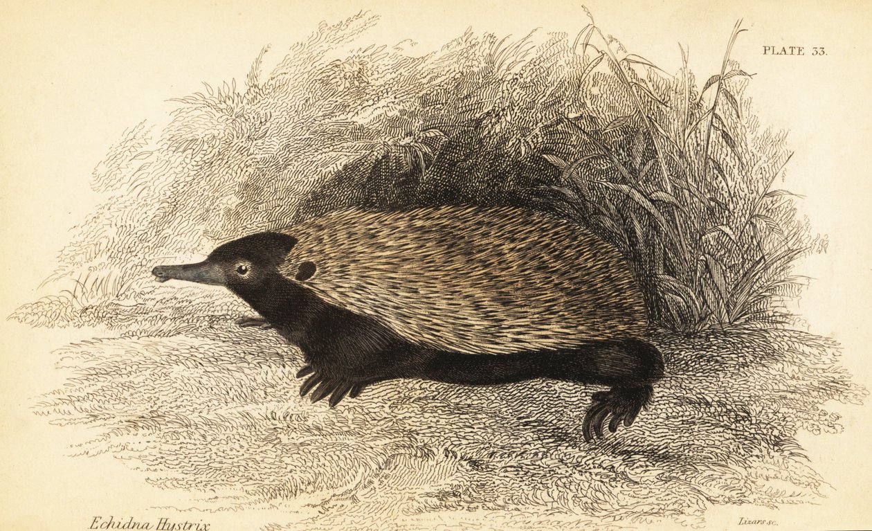 Echidna krátkozobá, Tachyglossus aculeatus., 1841 (rytina) od Georges Robert Waterhouse