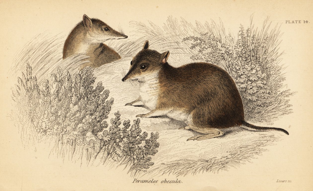 Bandikut hnědý jižní, Isoodon obesulus. Ohrožený. ,1841 (rytina) od Georges Robert Waterhouse